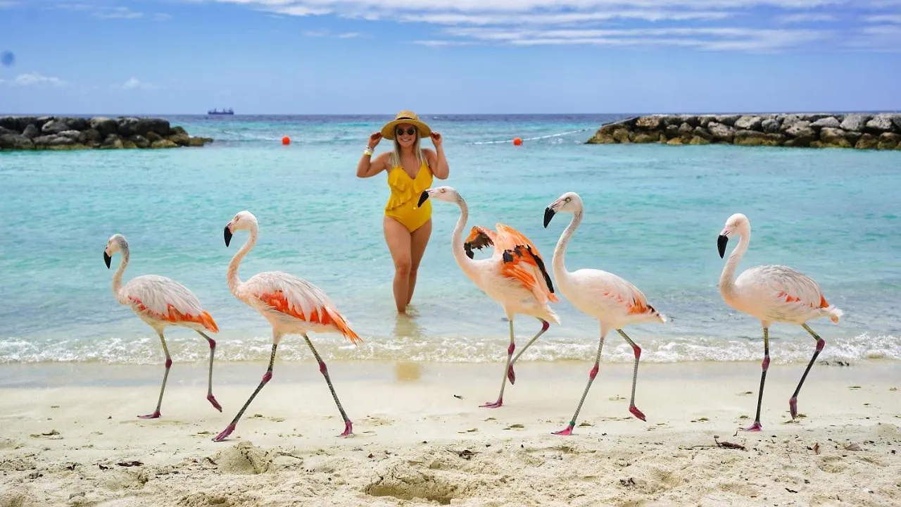 Villa Adora Palm Beach Aruba